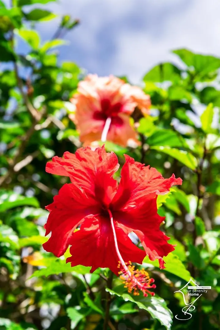 Villa Marissea Riviere-Salee Martinique